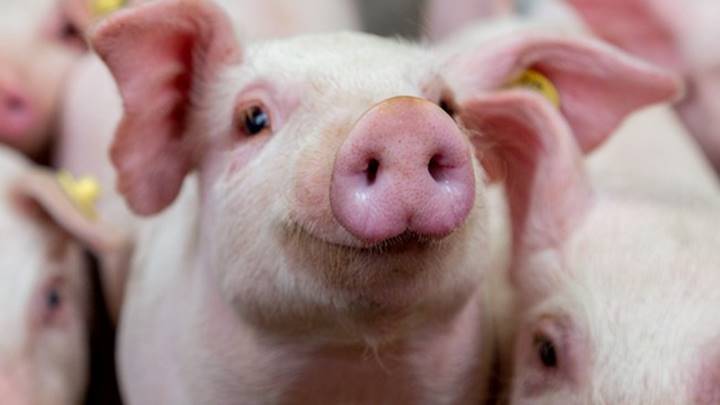 Cập nhật giá lợn hơi 3 miền mới nhất hôm nay ngày 7/6/2022