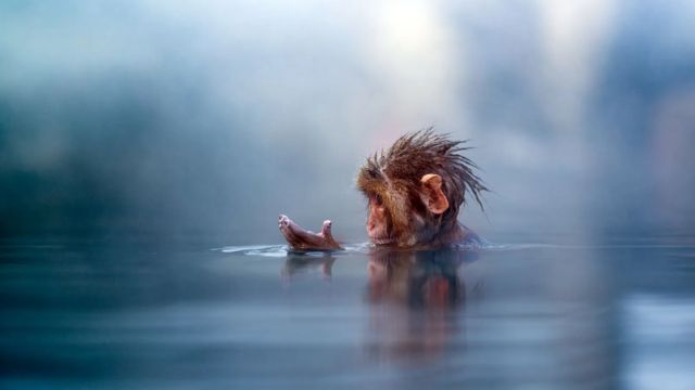 Cho đến nay, loài linh trưởng duy nhất khác được phát hiện có ngón tay nhăn nheo do ngâm trong nước là khỉ khổng lồ Nhật Bản