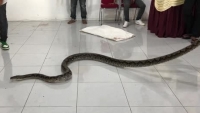 Indonesia: Người bắt rắn bị trăn cắn khi huấn luyện