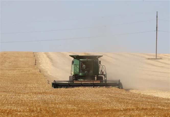 Thu hoạch lúa mì trên một cánh đồng ở Izmail, Odessa.  vùng đất