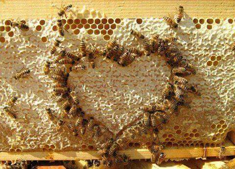 Mật ong được lấy trực tiếp từ sáp ong sau quá trình quay hoặc ép sáp