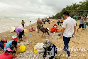 Người dân Cửa Lò đổ xô đi hái 'lộc biển' sau trận mưa lớn