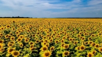 EU: Xung đột với Nga, Ukraine mất doanh thu nặng về ngô và hoa hướng dương