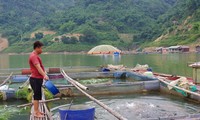 Anh Xa Văn Đông chủ yếu cho cá ăn sắn và cỏ, thức ăn công nghiệp anh chỉ sử dụng khi cần