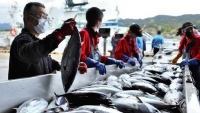 Nhật Bản thúc đẩy số hóa ngành đánh bắt cá