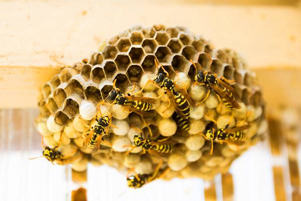 Nhà có tổ ong là điều vô cùng may mắn